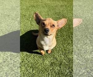 Dachshund Dogs for adoption in Arlington, VA, USA