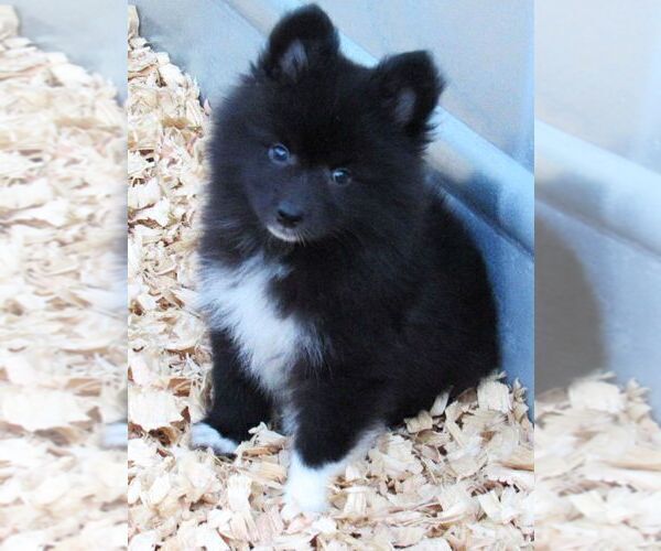 Medium Photo #2 Huskimo Puppy For Sale in SEBRING, FL, USA