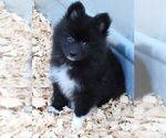 Small Photo #2 Huskimo Puppy For Sale in SEBRING, FL, USA