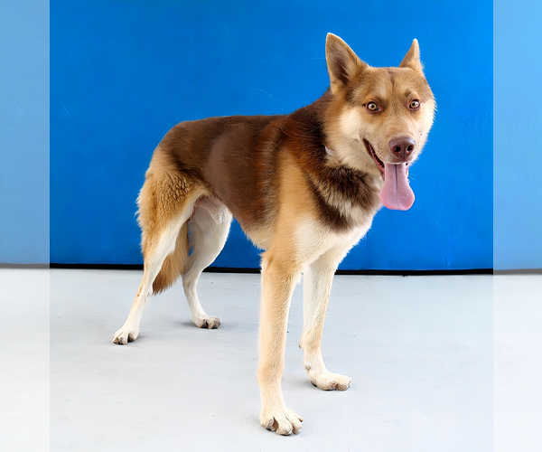 Medium Photo #2 Siberian Husky Puppy For Sale in Pasadena, CA, USA