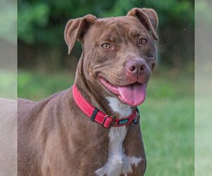 American Pit Bull Terrier-Chocolate Labrador retriever Mix Dogs for adoption in Munford, TN, USA