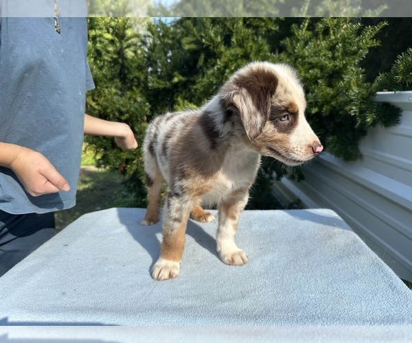 Medium Photo #18 Australian Shepherd Puppy For Sale in HYDEN, KY, USA
