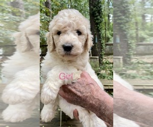 Labradoodle Puppy for sale in MAGNOLIA, TX, USA