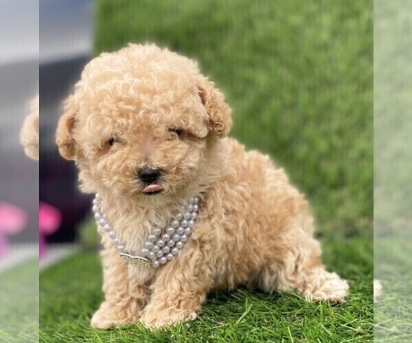 Medium Photo #5 Poodle (Toy) Puppy For Sale in MIAMI, FL, USA