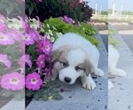Small #3 Great Pyrenees