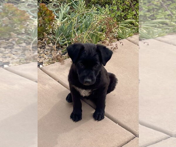 Medium Photo #10 Border Collie-Unknown Mix Puppy For Sale in San Diego, CA, USA