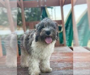 Cock-A-Poo Puppy for sale in LAKELAND, FL, USA