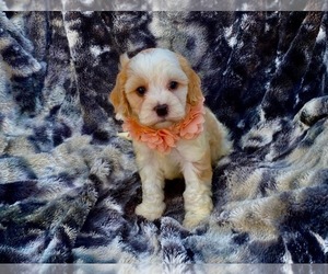 Cavapoo Puppy for sale in CAMPBELLSVILLE, KY, USA