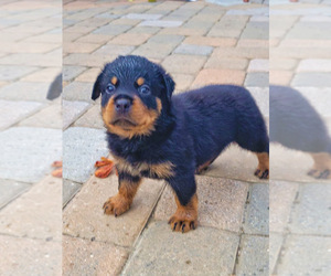 Rottweiler Puppy for sale in LONG BRANCH, NJ, USA