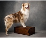 Small Photo #1 Australian Shepherd Puppy For Sale in STETSON, ME, USA