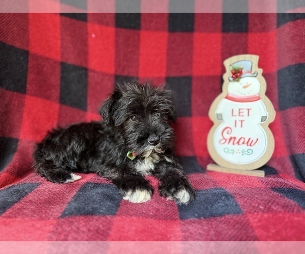 Medium Photo #6 Schnauzer (Miniature) Puppy For Sale in LAKELAND, FL, USA