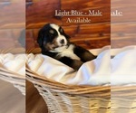 Small Photo #2 Bernese Mountain Dog Puppy For Sale in JONESBORO, AR, USA