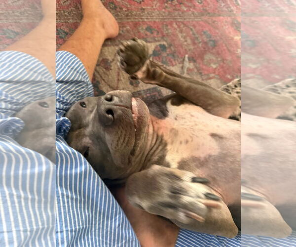 Medium Photo #2 American Pit Bull Terrier Puppy For Sale in Techny, IL, USA