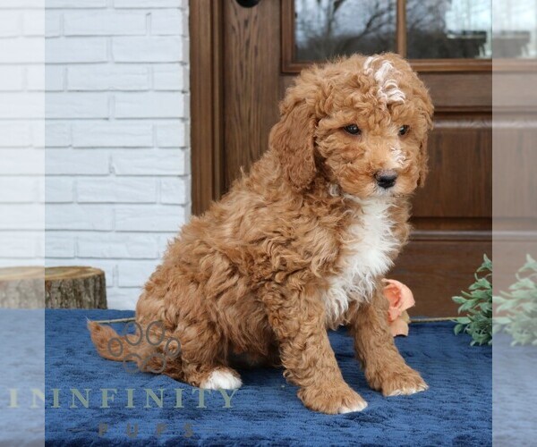 Medium Photo #3 Goldendoodle (Miniature) Puppy For Sale in NARVON, PA, USA