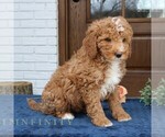 Small #2 Goldendoodle (Miniature)