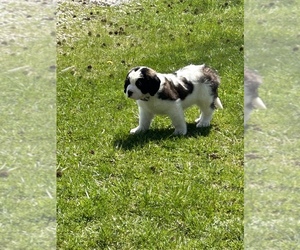 Saint Bernard Puppy for sale in GREENFIELD, IN, USA