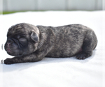 Small #1 Pug