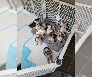 French Bulldog Puppy for sale in PEMBROKE PNES, FL, USA
