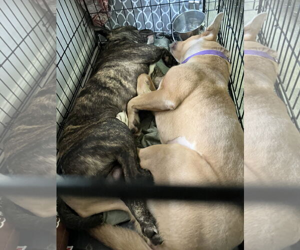 Medium Photo #3 American Pit Bull Terrier-Australian Kelpie Mix Puppy For Sale in Rockaway, NJ, USA