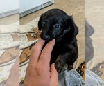 Small Photo #2 Dameranian Puppy For Sale in SCOTTVILLE, MI, USA