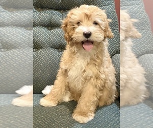 Cavapoo Puppy for sale in HILLSBORO, WI, USA
