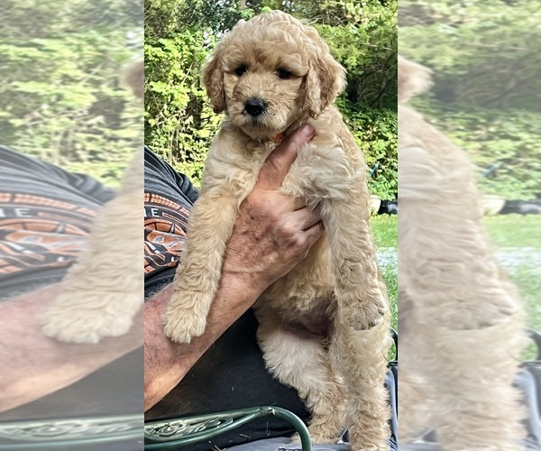 Medium Photo #9 Golden Mountain Doodle  Puppy For Sale in COLUMBIA, MO, USA