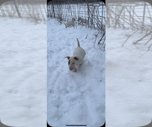 Bull Terrier Puppy for sale in KNOX, IN, USA