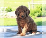 Small Photo #5 Goldendoodle-Poodle (Standard) Mix Puppy For Sale in HONEY BROOK, PA, USA