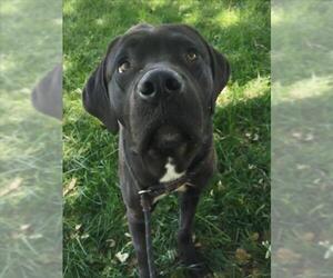 Mutt Dogs for adoption in Woodland, CA, USA