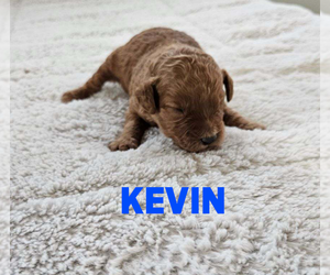 Goldendoodle (Miniature) Puppy for sale in GRAND RAPIDS, MI, USA