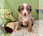 Small Photo #9 Miniature Australian Shepherd Puppy For Sale in BOUSE, AZ, USA
