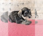Litter of 8 - Male(s) and Female(s) Schnauzer (Miniature)Litter of Puppies for Sale - Photo #13