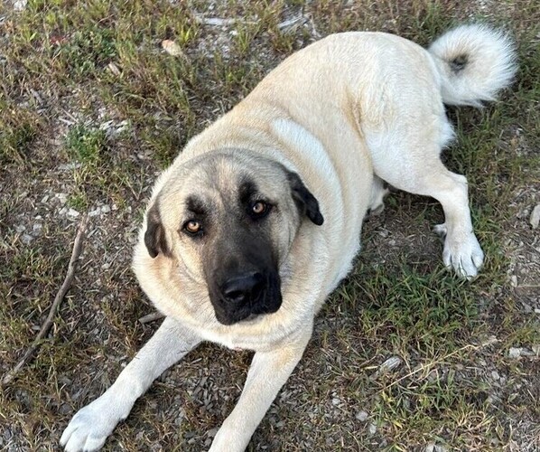 Medium Photo #4 Caucasian Shepherd Dog-Kangal Dog Mix Puppy For Sale in CONCORD, NH, USA