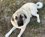 Small #3 Caucasian Shepherd Dog-Kangal Dog Mix