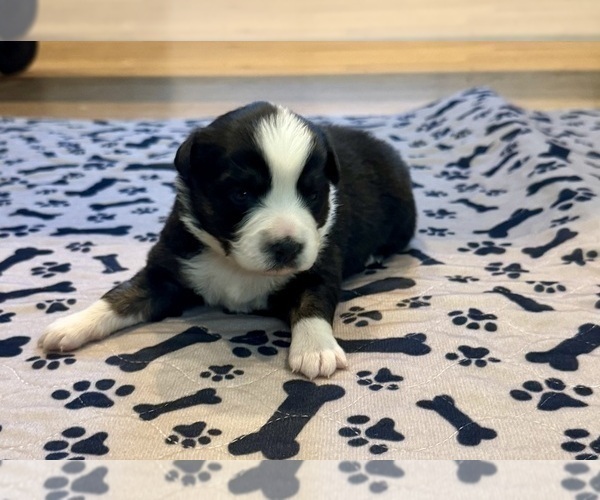 Medium Photo #12 Australian Shepherd Puppy For Sale in SALISBURY, NC, USA