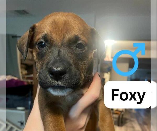 Medium Photo #1 American Staffordshire Terrier-Unknown Mix Puppy For Sale in San Antonio, TX, USA