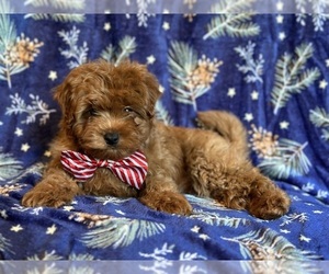 Cavapoo Puppy for sale in LAKELAND, FL, USA