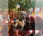 Small Photo #11 Cane Corso Puppy For Sale in WATERBURY, CT, USA