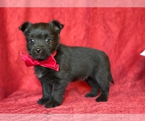 Schipperke-Yorkshire Terrier Mix Puppy for sale in LANCASTER, PA, USA