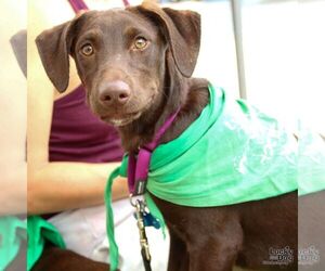 Labrador Retriever-Retriever Mix Dogs for adoption in Washington, DC, USA