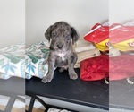 Small Photo #7 American Bully-Labrador Retriever Mix Puppy For Sale in NORTH LAS VEGAS, NV, USA