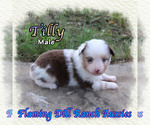 Image preview for Ad Listing. Nickname: Tilly