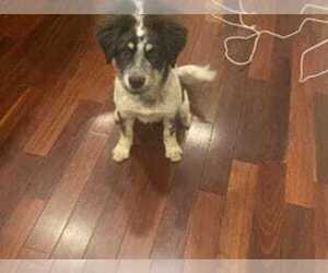 American Pit Bull Terrier-Siberian Husky Mix Puppy for sale in MCDONOUGH, GA, USA