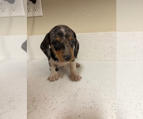 Medium Photo #11 Dachshund Puppy For Sale in SAN BERNARDINO, CA, USA