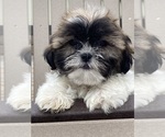 Small #1 Shih Tzu