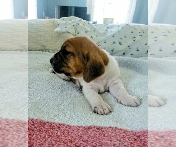 Medium Photo #9 Basset Hound Puppy For Sale in PETERSBURG, IN, USA