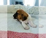 Small #8 Basset Hound