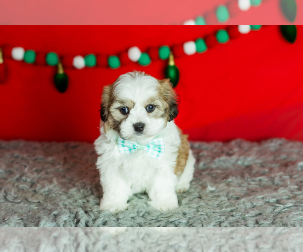Medium Photo #5 Zuchon Puppy For Sale in WOLCOTTVILLE, IN, USA