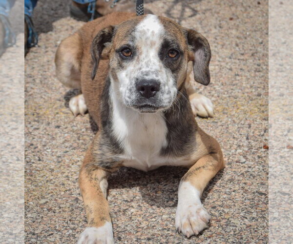Medium Photo #4 Beagle-Catahoula Leopard Dog Mix Puppy For Sale in Huntley, IL, USA