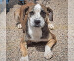 Small #3 Beagle-Catahoula Leopard Dog Mix